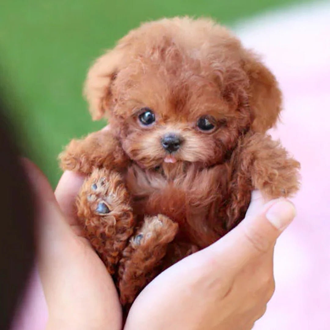 Realistyczny Robotyczny Szczeniak Interaktywna Zabawka Detail